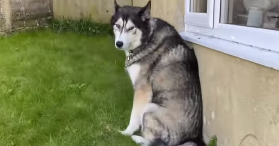 Husky che osserva