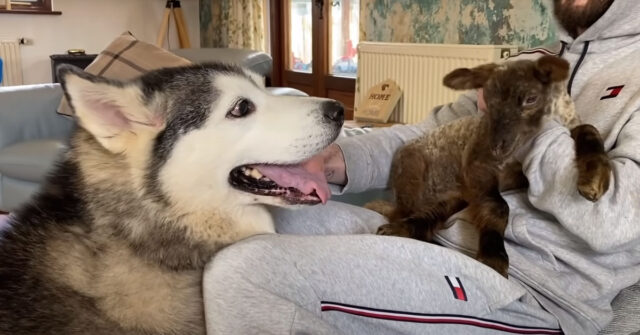 L’Husky e l’agnellino si incontrano per la prima volta ed è subito amore