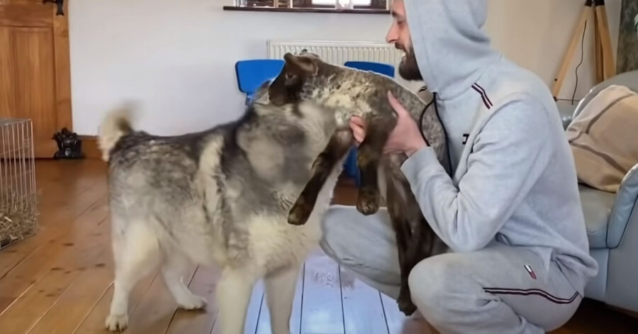 Husky con un agnellino