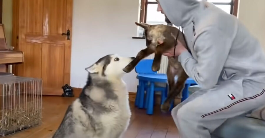 Husky con un agnellino