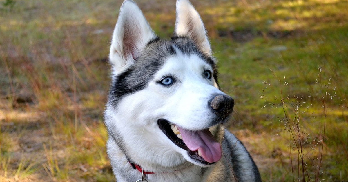 L’Husky incontra per la prima volta un giocattolo uguale a lui e la sua reazione è tutta da ridere