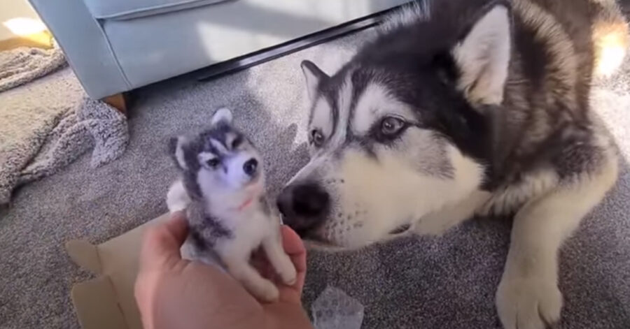 Husky annusa un gioco