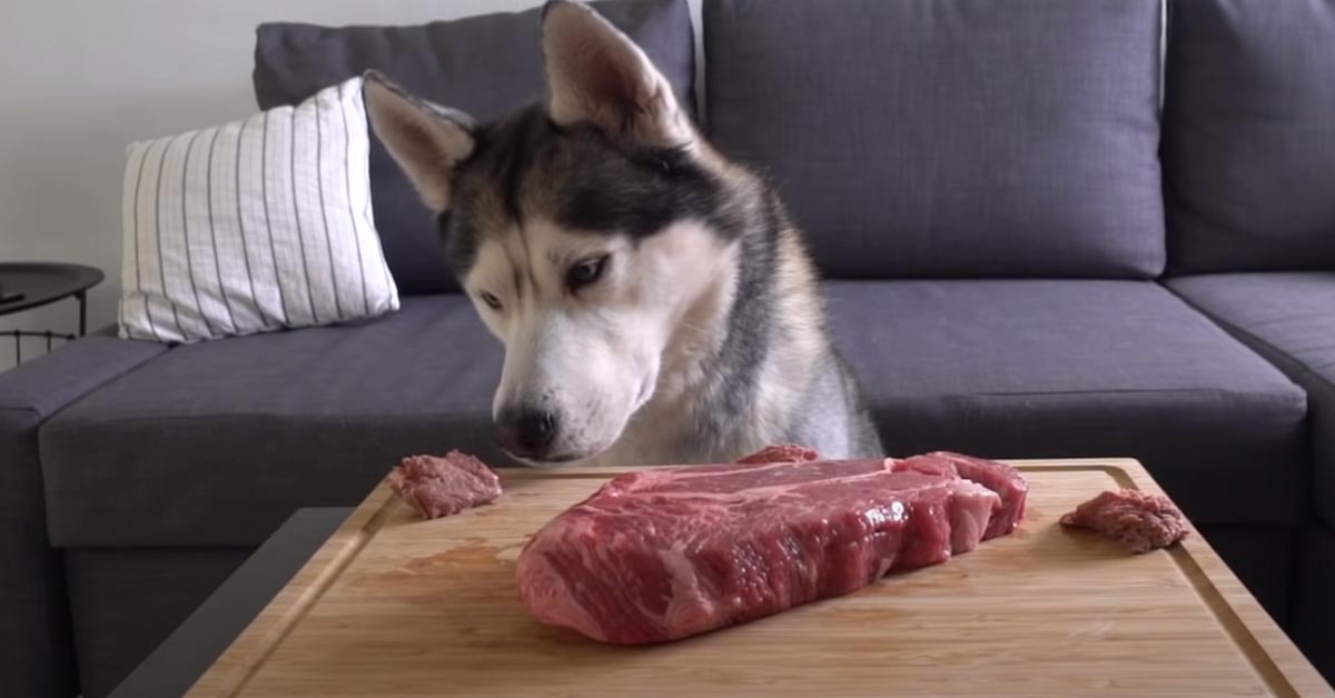 L’Husky resta da solo con una bistecca: riuscirà a resistere alla tentazione di mangiarla? (video)