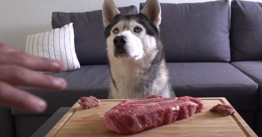 Husky osserva una bistecca