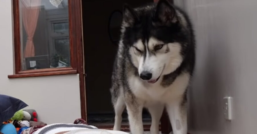 Husky che osserva