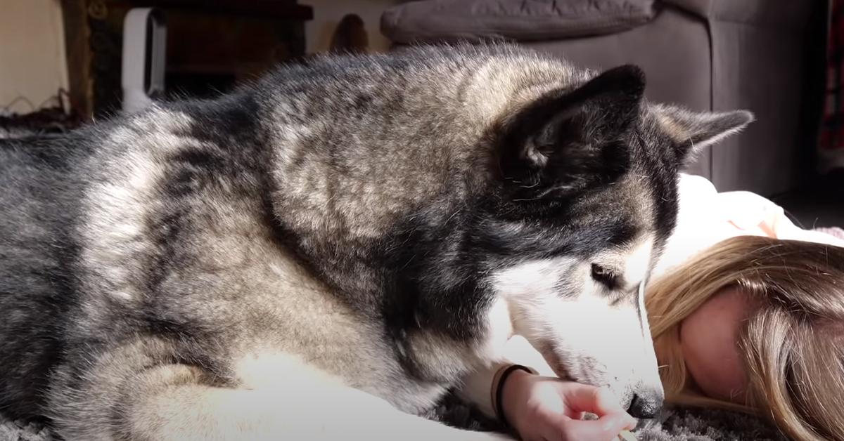 L’Husky salverà la padrona che finge di svenire o mangerà lo snack caduto? (video)