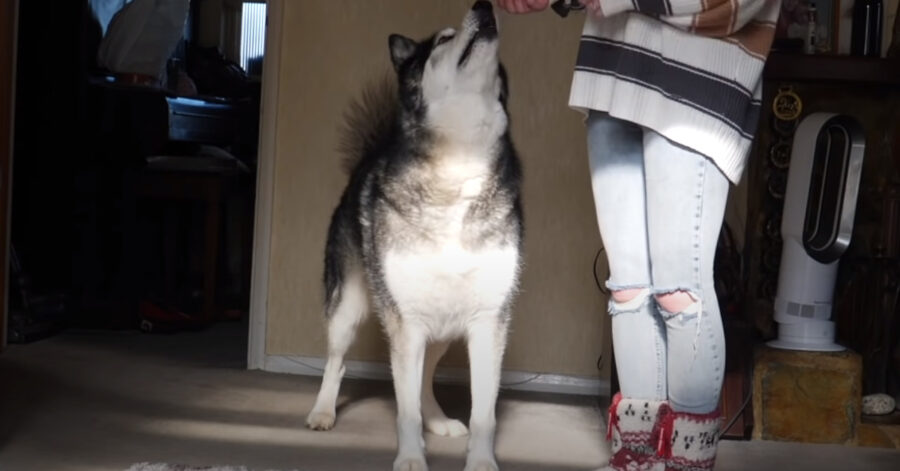 Husky con la padrona