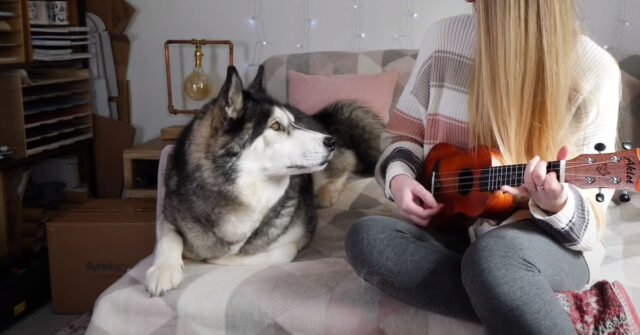 L’Husky sente per la prima volta la sua padrona che suona l’ukulele e la sua reazione diventa virale