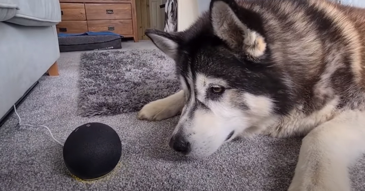 L’Husky si intrattiene in una tenera conversazione con Alexa (video)