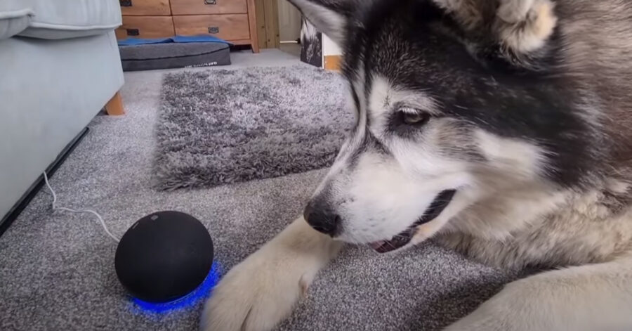 Husky con Alexa