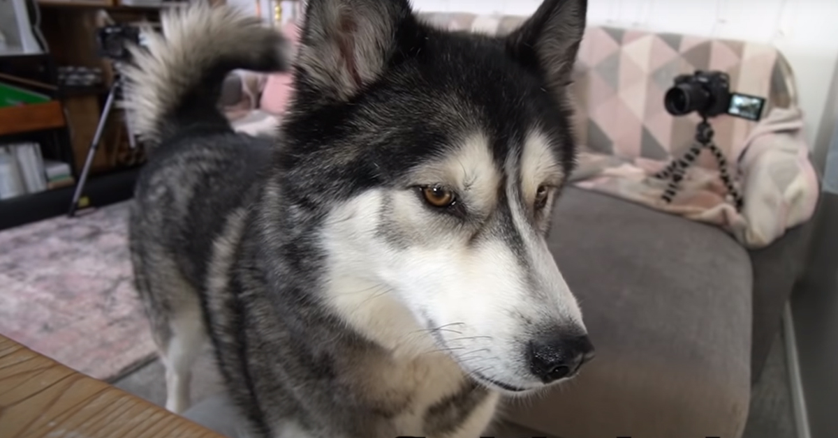 La ragazza finge di dormire nella cuccia del suo Husky e la sua reazione è tutta da ridere (video)