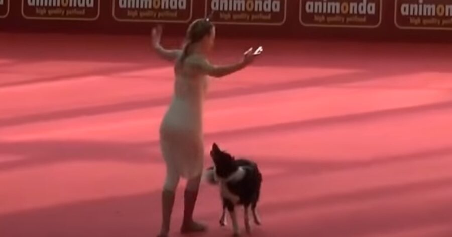 Border Collie Lizzy esibizione video