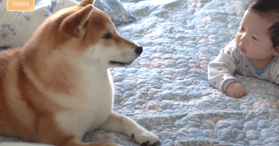 Shiba Inu con un bambino