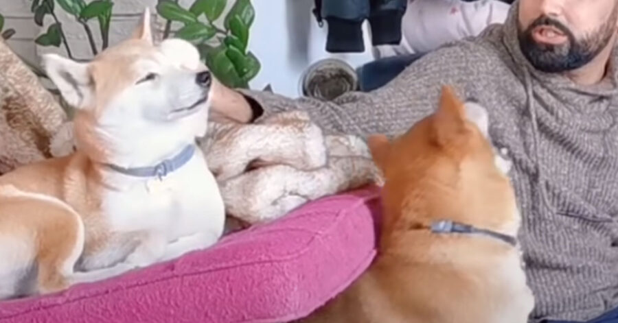 Shiba Inu con il padrone