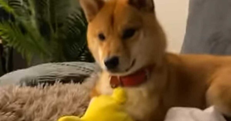 Shiba Inu che osserva