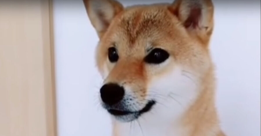 Shiba Inu che osserva