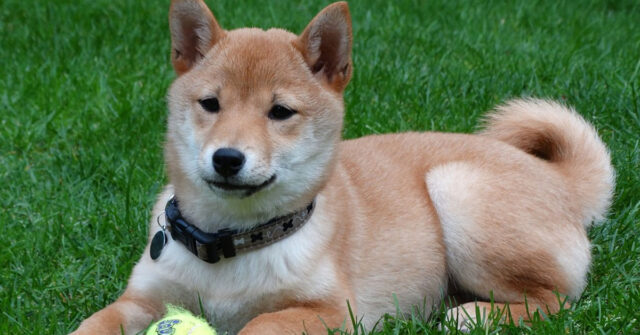 Lo Shiba Inu si mette alla prova con un trucco di magia: riuscirà a vincere lo snack? (video)