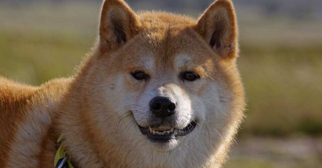 Lo Shiba Inu va matto per il mango e non riesce a trattenere la felicità di fronte al suo cibo preferito (video)