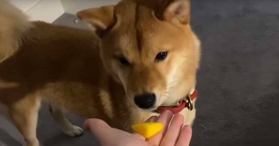 Shiba Inu che osserva