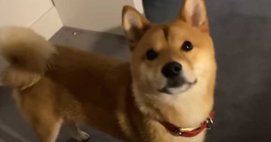 Shiba Inu che osserva