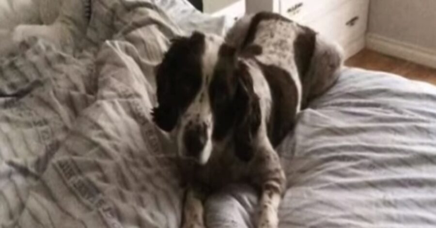 Spike Springer Spaniel video