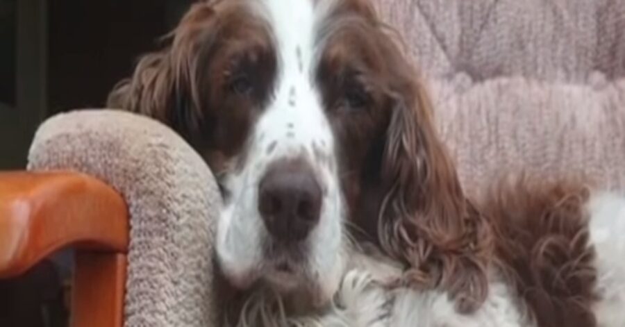 Spike Springer Spaniel video