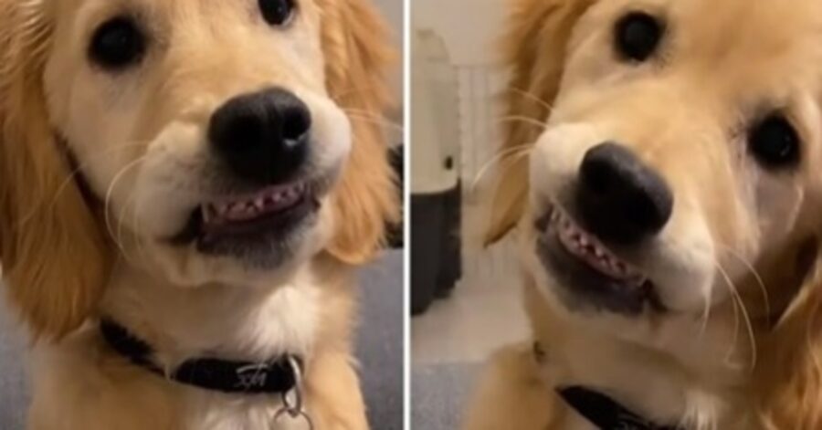 Loni Golden Retriever denti video