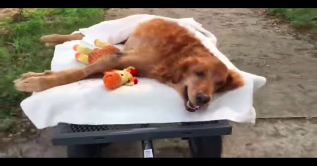 Ogni giorno un uomo porta a passeggio il suo Golden Retriever anziano e malato su una carrozzina (VIDEO)