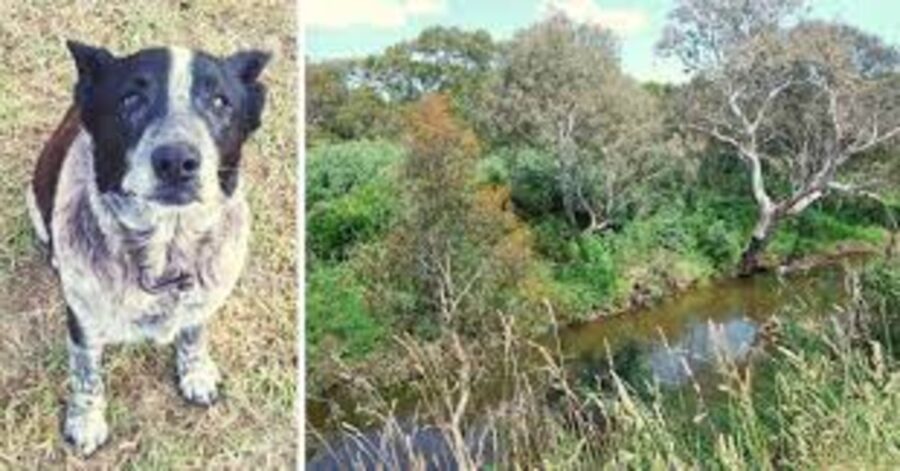 cane max e bosco 