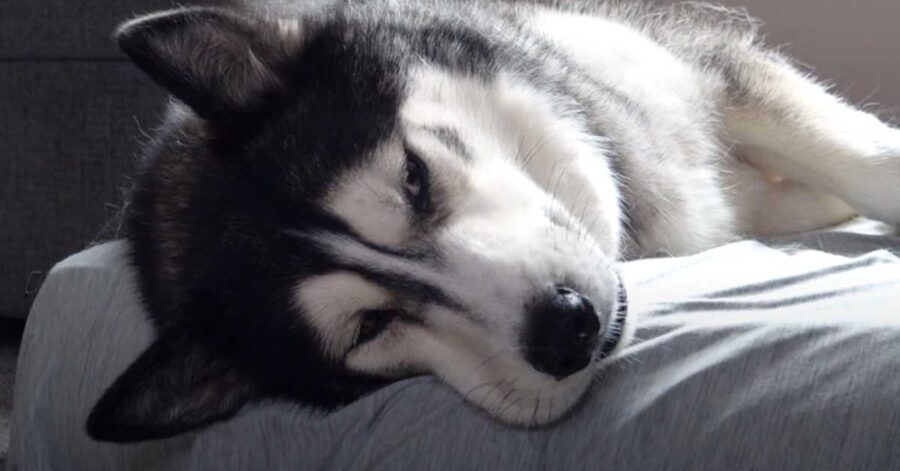 Husky che dorme