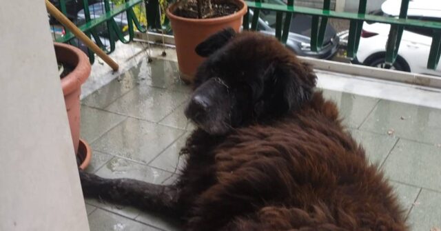 Nerone, il cane sindaco di Castellammare sta chiedendo di essere liberato