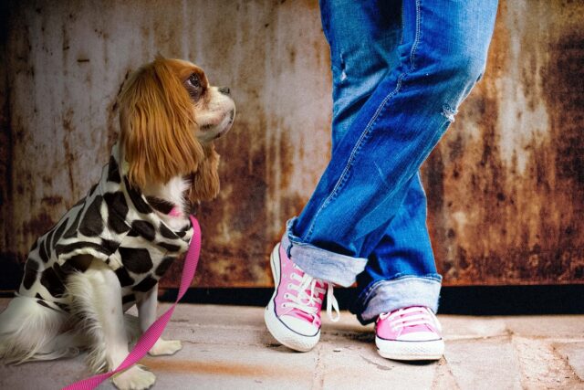 Non fare le feste al cane quando ritorna, ecco perché