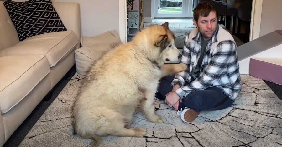 Alaskan Malamute con il proprietario