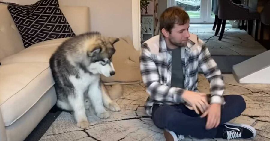 Alaskan Malamute con il proprietario