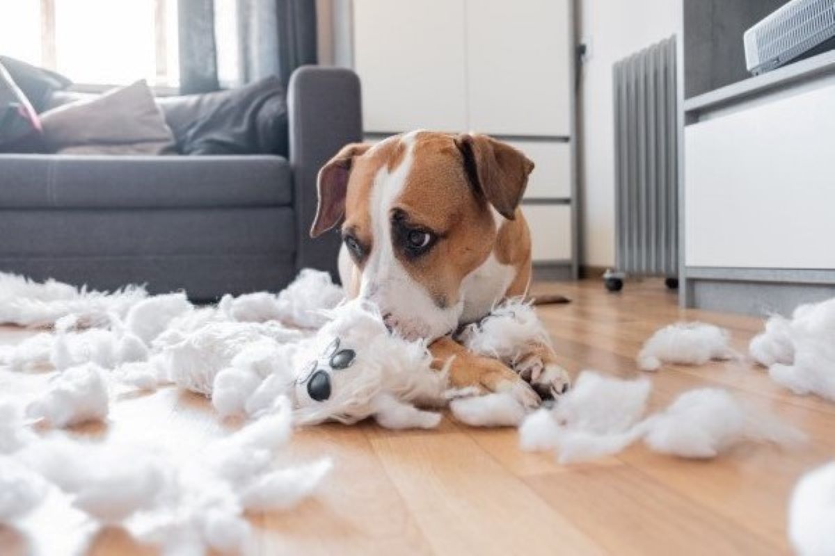 cagnolino ha strappato un pupazzo