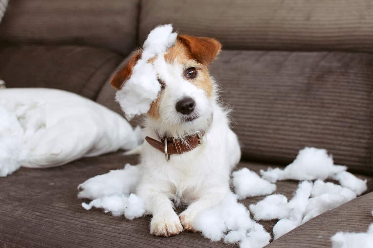 Perché il cucciolo di cane non mi ascolta mai?