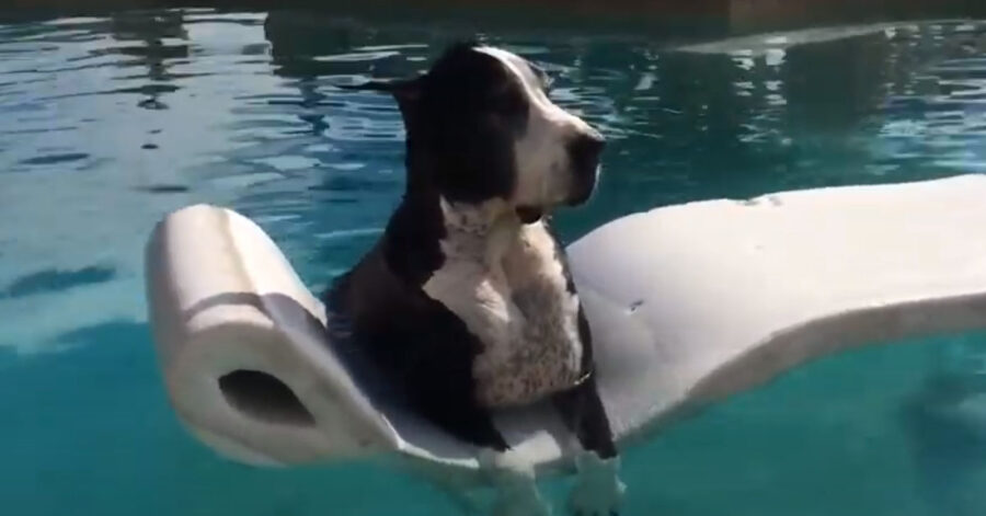 Alano in piscina