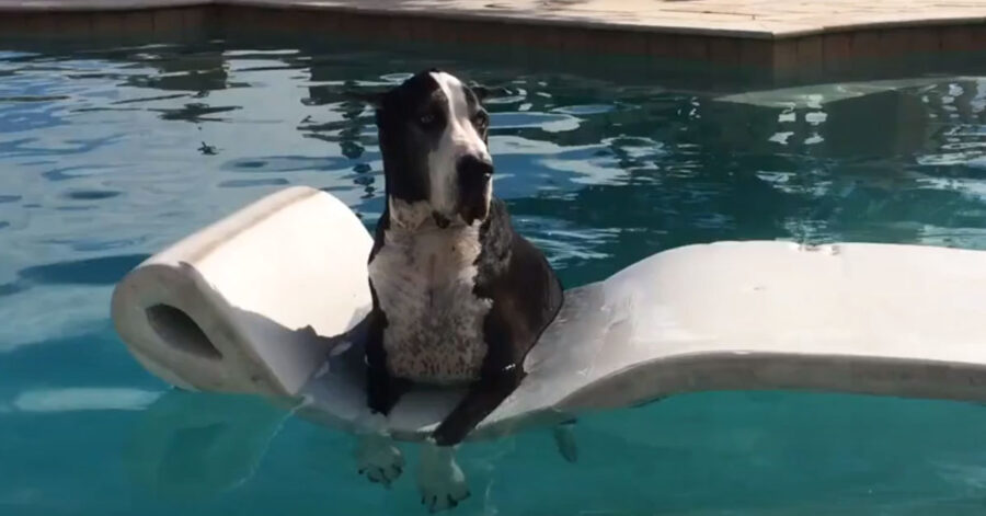 Alano in piscina