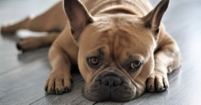 Questo Bulldog Francese ha una routine molto simpatica prima di andare a letto (video)