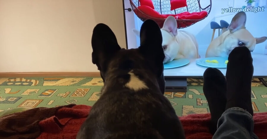 Bulldog Francese guarda la tv