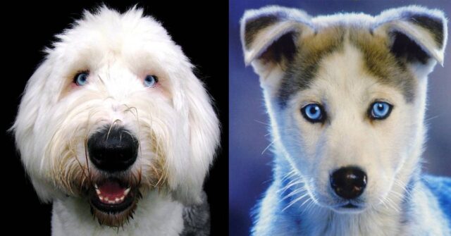 Razze di cani con occhi azzurri o blu: le 8 più belle e caratteristiche