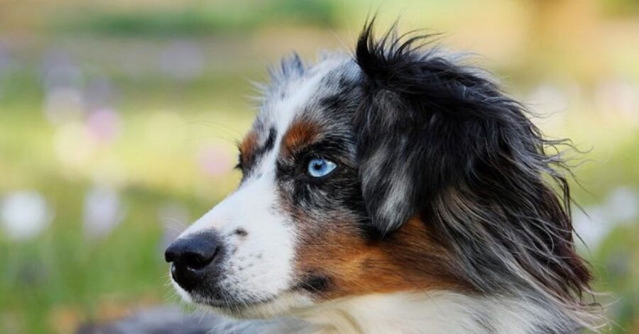 Razze di cani con occhi azzurri o blu-Cane Pastore Australiano