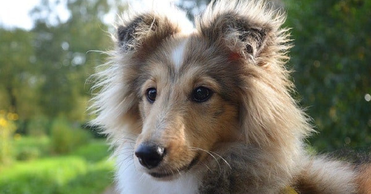 Razze di cani con occhi azzurri o blu-Cane Shetland Sheepdog