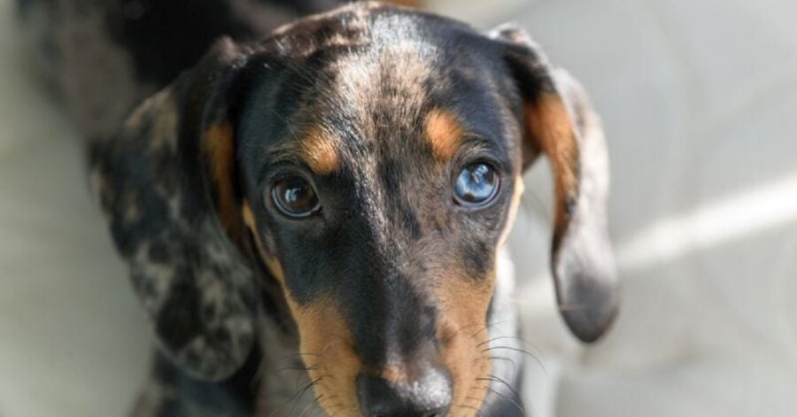 Razze di cani con occhi azzurri o blu- Bassotto