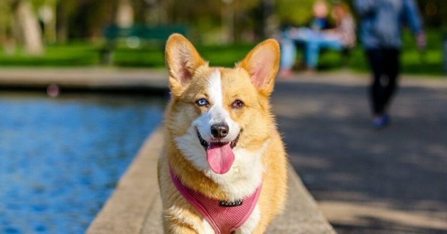 Welsh Corgi