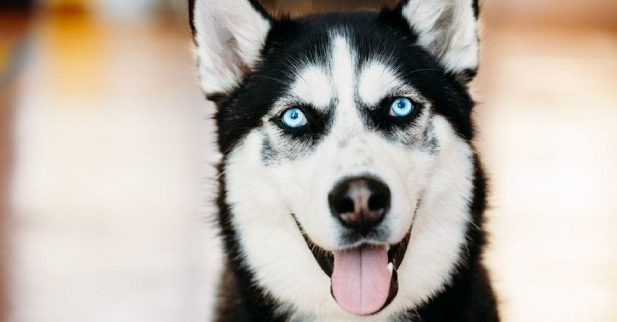 Razze di cani con occhi azzurri o blu-Husky occhi azzurri