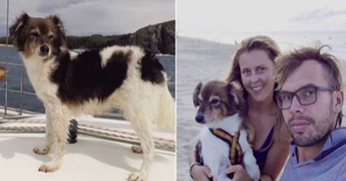 Snupi, il cagnolino che ha fatto il giro del mondo in autostop (VIDEO)