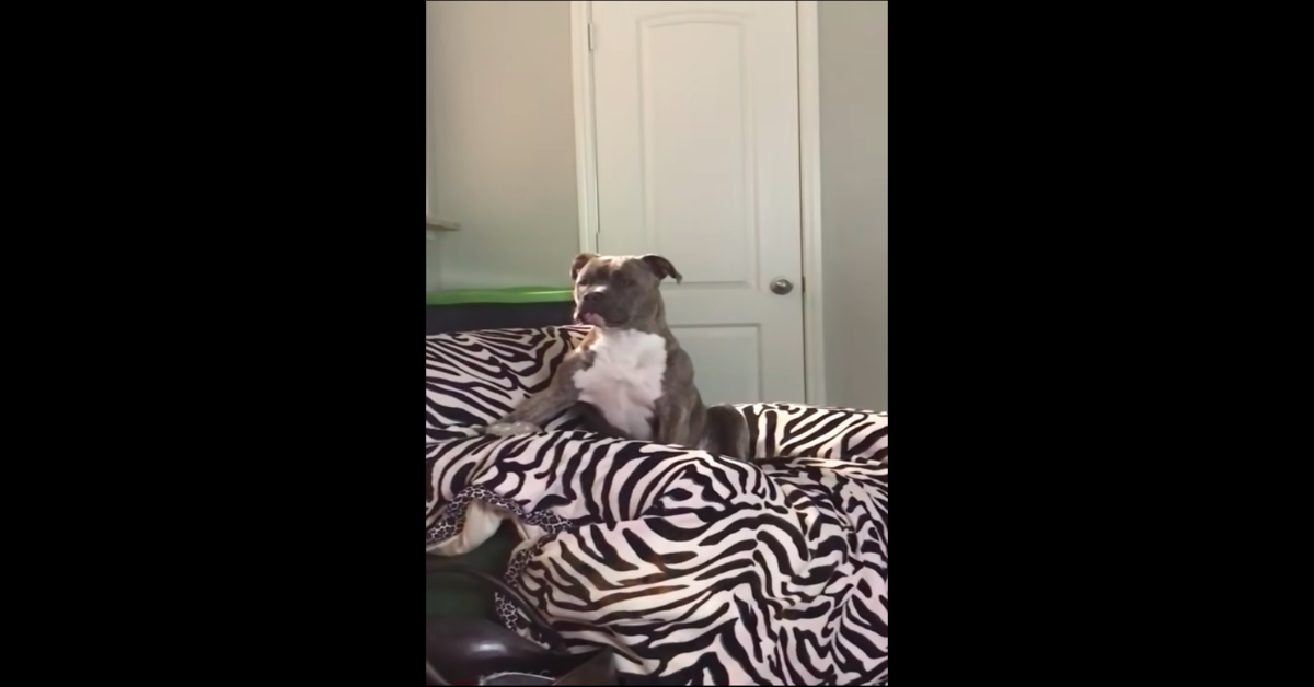 Tank, un cucciolo di Pitbull, dimostra di detestare un certo tipo di musica (VIDEO)