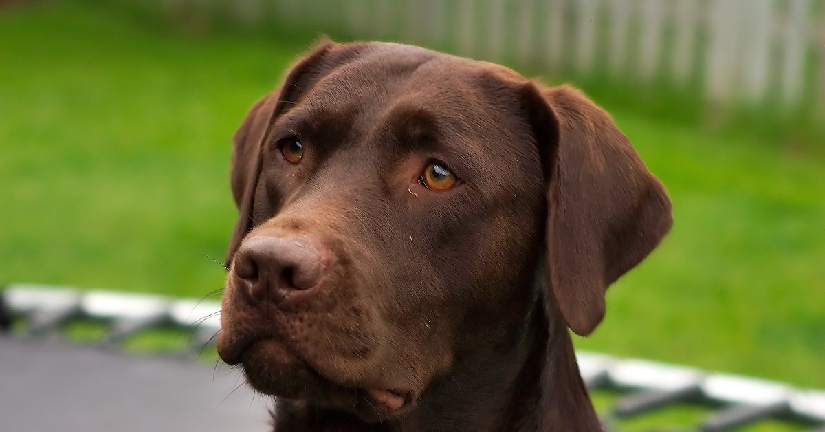 A questo cucciolo Labrador non piacciono le mascherine, il video è simpaticissimo