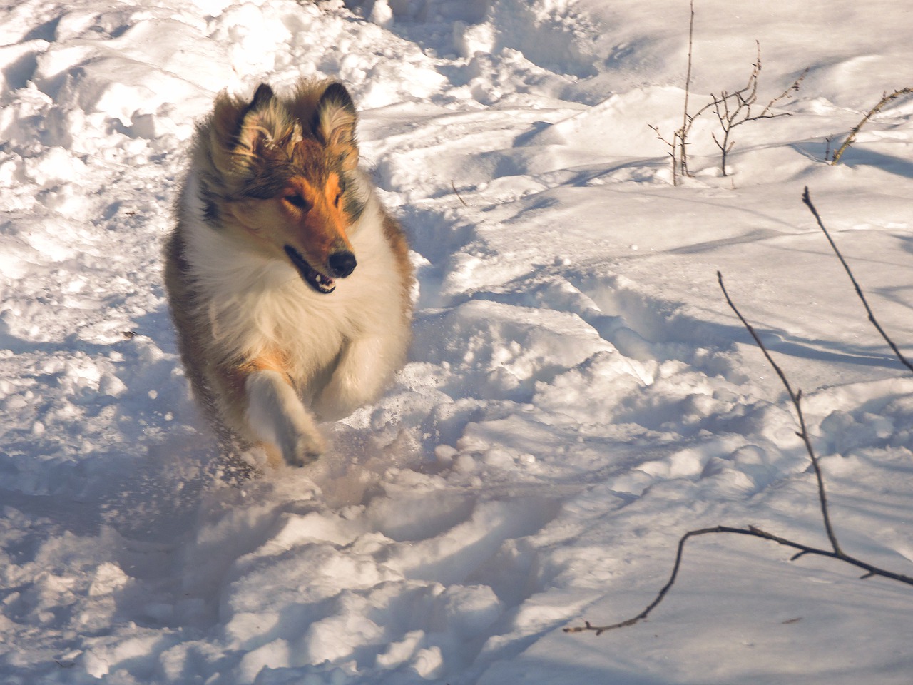 Razze di cani che darebbero la vita- Pastore Scozzese